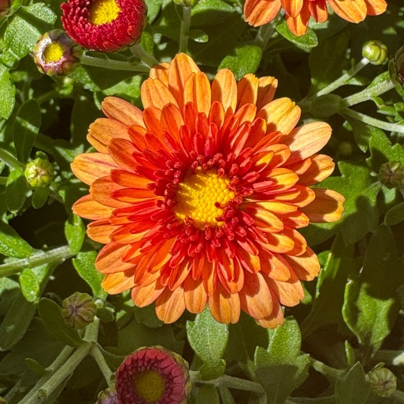 Meet your Posher, Nevaeh - Picture 1 of 2